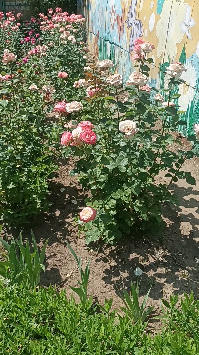alexa_sayler в LOOKY. . Волжский, д/с 39
