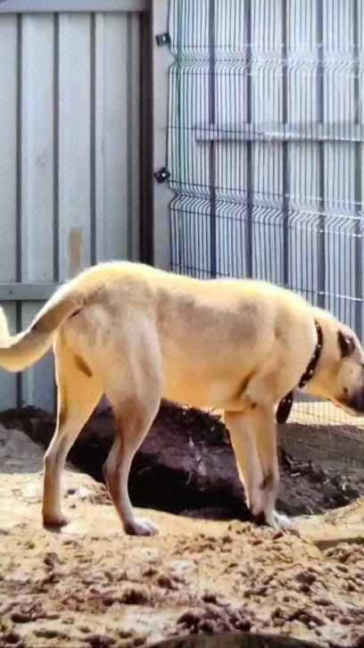 viktoria_help_animals_kmv в LOOKY. #алабай_дамба23. Посмотрите какой кра...