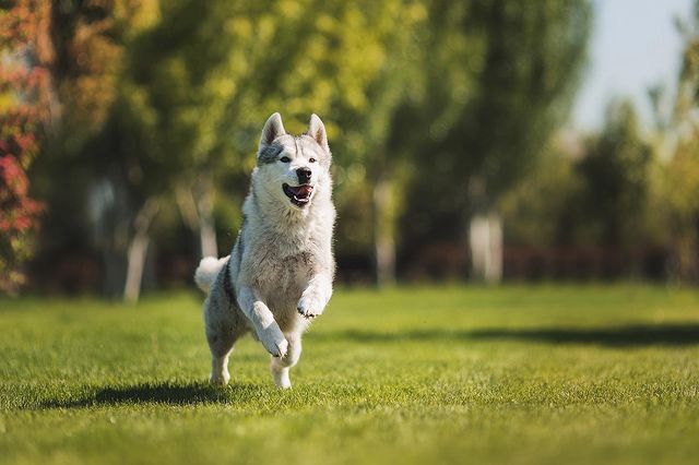 ekaterina_haraman в LOOKY. #выставки,#husky,#sebirianhusky,#хаски,#выставкасобак,#щенкихаски,#dog,#doggie,#сибирскийхаски,#собаки,#dogs_of_instagram,#dogs,#lovedogs,#happydog,#instadog,#haski,#puppy,#puppyhusky,#instagramdogs,#happydog,#huskygram,#cutedog,#puppydog,#красота,#природа,#любовь. Дейвик ❤️ #выставки ...