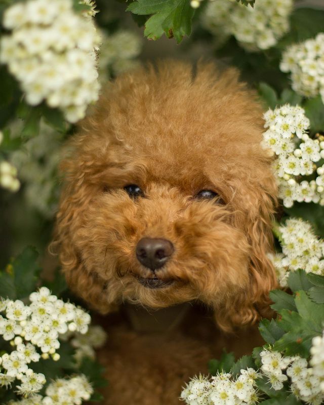 alpatickova в LOOKY. #poodle,#poodlesofinstagram,#nature,#summer,#photography,#photooftheday,#photogram,#travel,#travelphotography,#travelblogger,#flowers. Один день из жизни м...
