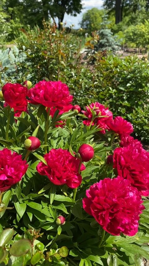 my_garden_every_day в LOOKY. . null