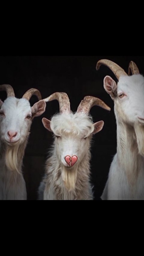 jamshid_0760_ в LOOKY. . 3 GOATS|🐐🐐🐐👑