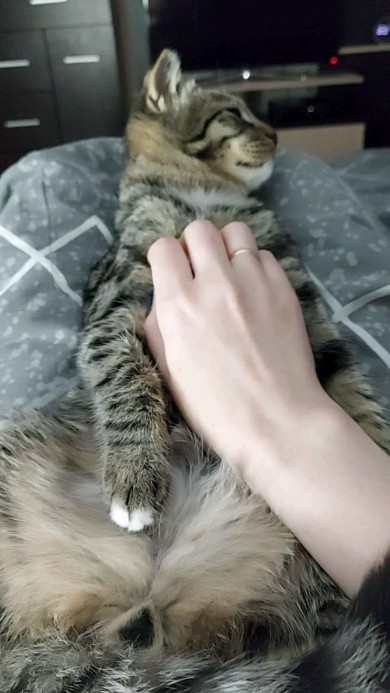 zyzyl_3 в LOOKY. #cat,#кот. #cat #кот