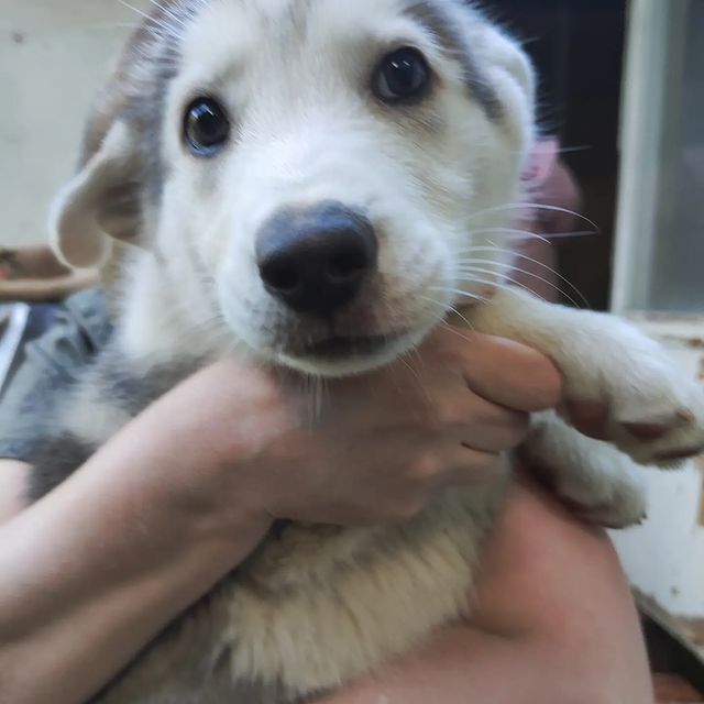 viktoria_help_animals_kmv в LOOKY. . Мальчик-Аполлон. Воз...