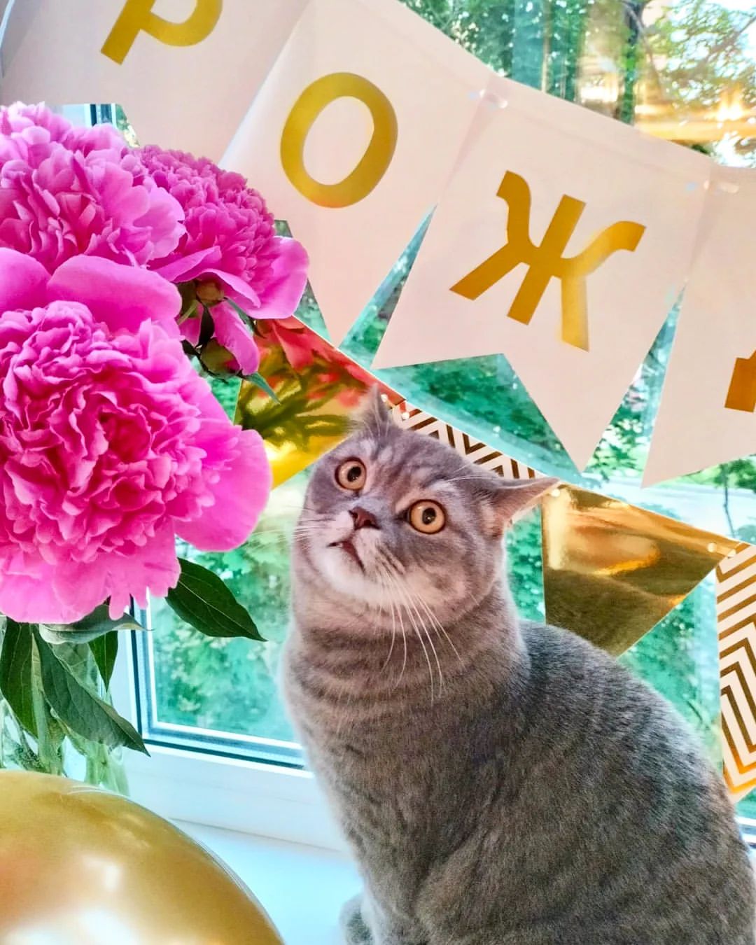 barsia_cat в LOOKY — С Международным днём друзей! ❤❤❤

#заметкибарсика 
#кот#коты