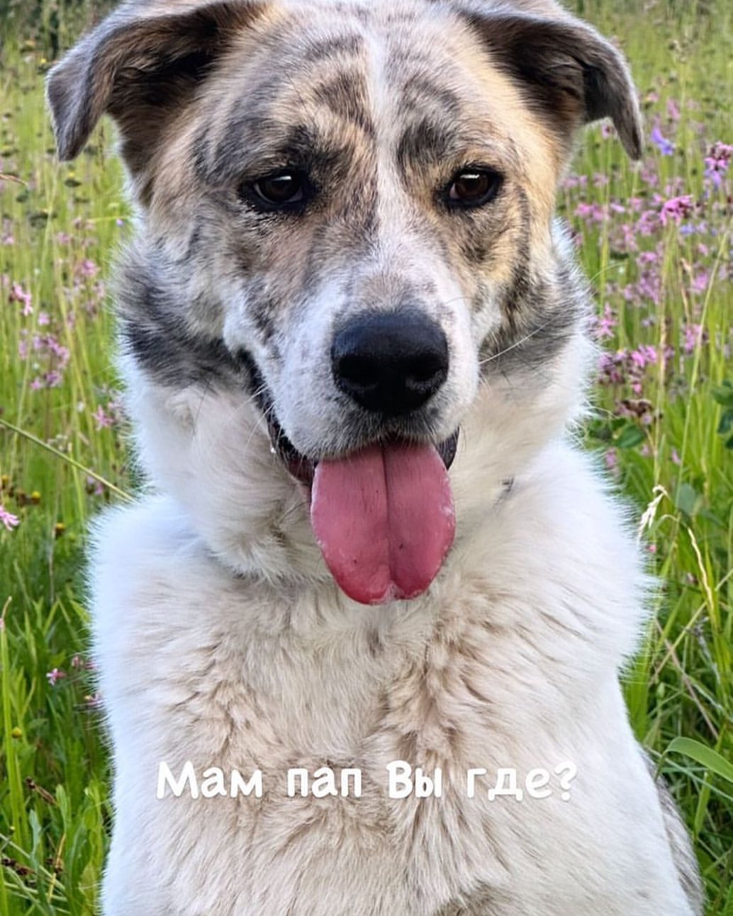 martyns_family в LOOKY — Чудесный мальчишка Смурфик очень ждет СВОИХ людей! По всем в