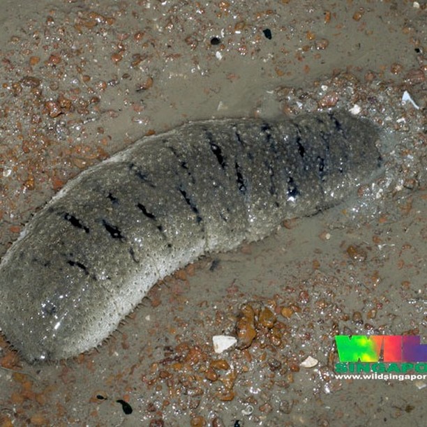 Этот высушенный вид морского огурца (Holothuria scabra) способен значительно замедлить образование токсических продуктов метаболизма сахара в организме. Что замедляет развитие диабета 2 типа, , болезни Альцгеймера, онкологии, разжижает кровь, снижает артериальное давление.
#онкология #диабет #гипертония #слабоумие