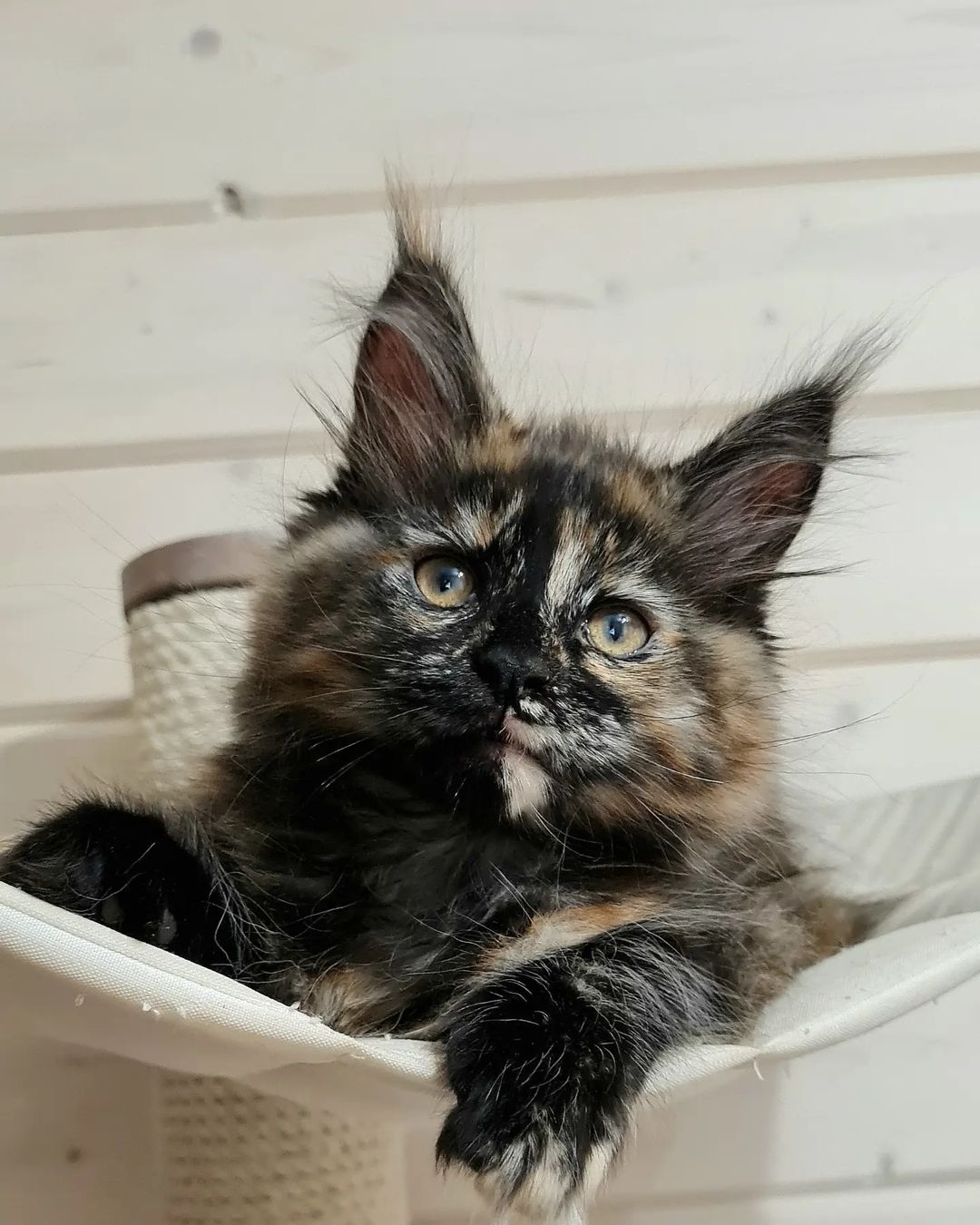 excellentlinemainecoons в LOOKY — фото 2