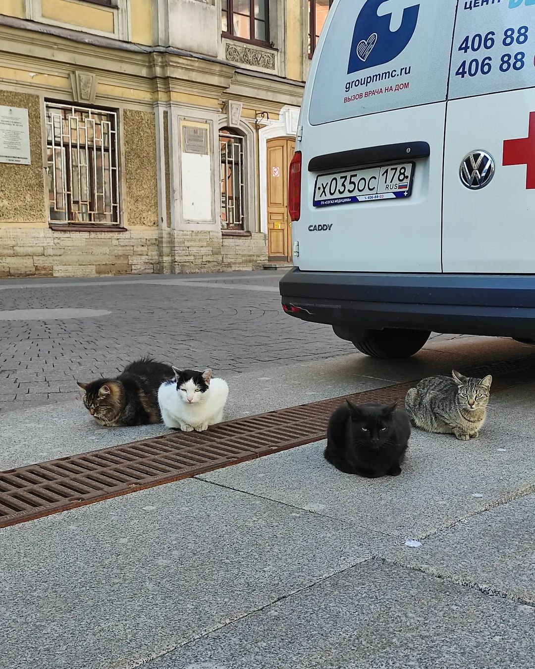 Котопарковка