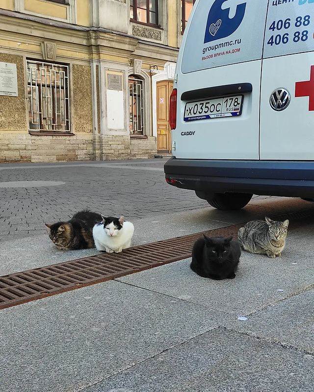 mariya_firsova в LOOKY. . Котопарковка