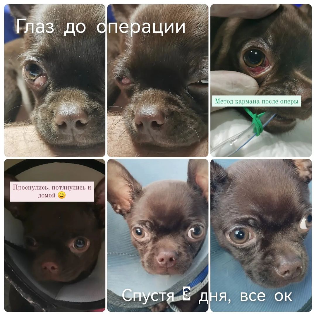 kondorvet_clinic в LOOKY — Малютка Барни, чихуахуа 4 мес, выпадение слезной железы 3 ве