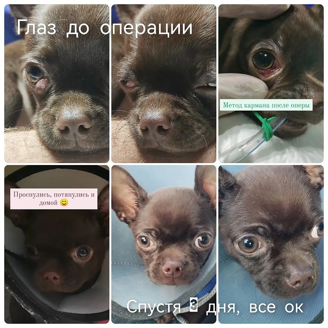 kondorvet_clinic в LOOKY. #кондорвет,#кондор,#ветклиника. Малютка Барни, чихуа...