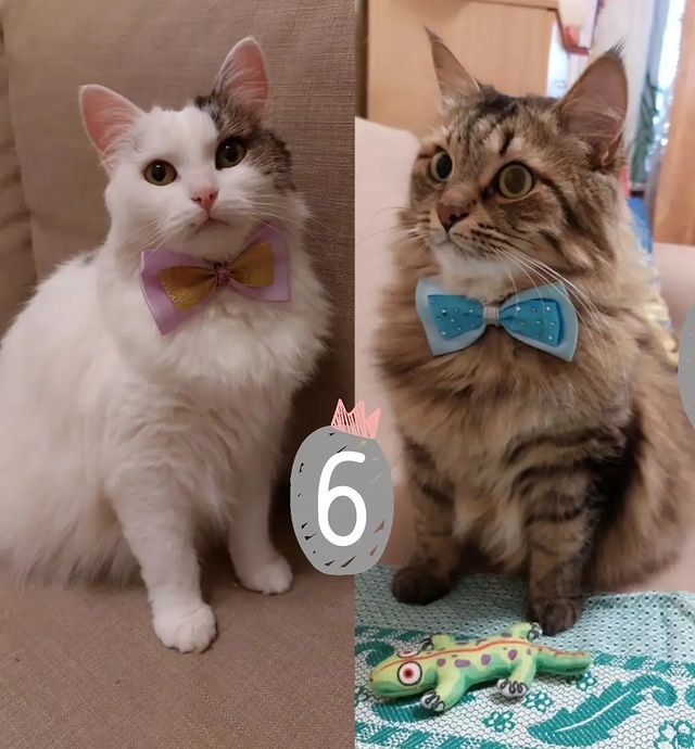 maria_musya.i.marusya.cats в LOOKY. #мусяшка,#марусечка,#деньрождения,#котикитакиекотики,#безкотаижизньнета,#котикимои,#instacat. С Днем рождения, мои...