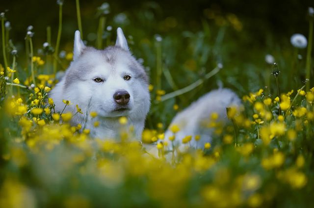 husky_easy в LOOKY. #husky,#siberianhusky,#huskyphotography,#huskygram,#huskylove,#huskylovers,#huskylovingclub,#huskylife,#allthingshusky,#instahusky,#huskyofinstagram,#huskypics,#huskiesreq,#huskiesofinstagram,#huskyrussia,#dogsofinstagram,#igcutest_animals,#ilovehusky,#justhuskies,#bestwoof,#dog_features,#dogs_of_world,#dogphotography,#excellent_dogs,#хаски,#хаскифото,#хаскивмоскве. #husky #siberianhusk...