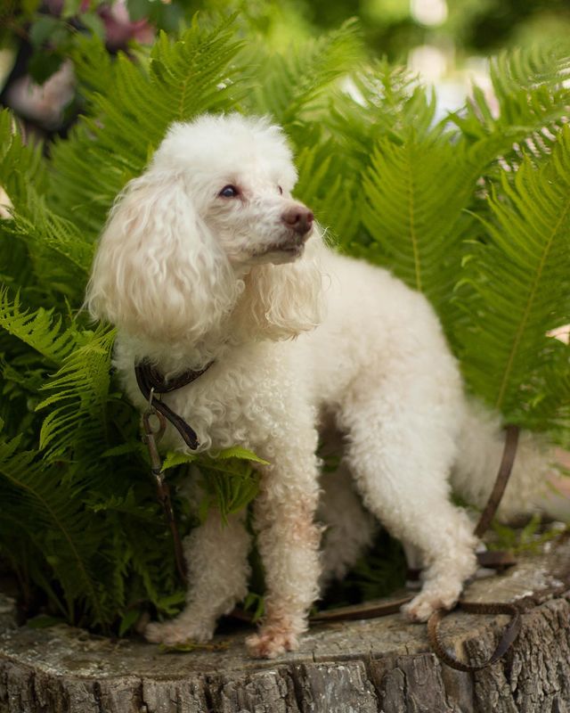 alpatickova в LOOKY. #photoshoot,#photography,#photooftheday,#travelphotography,#travelblogger,#natural,#naturephotography,#poodle,#stavropol,#ставрополь,#photoanimals,#animalphotography. Красавец Юлий! Парен...