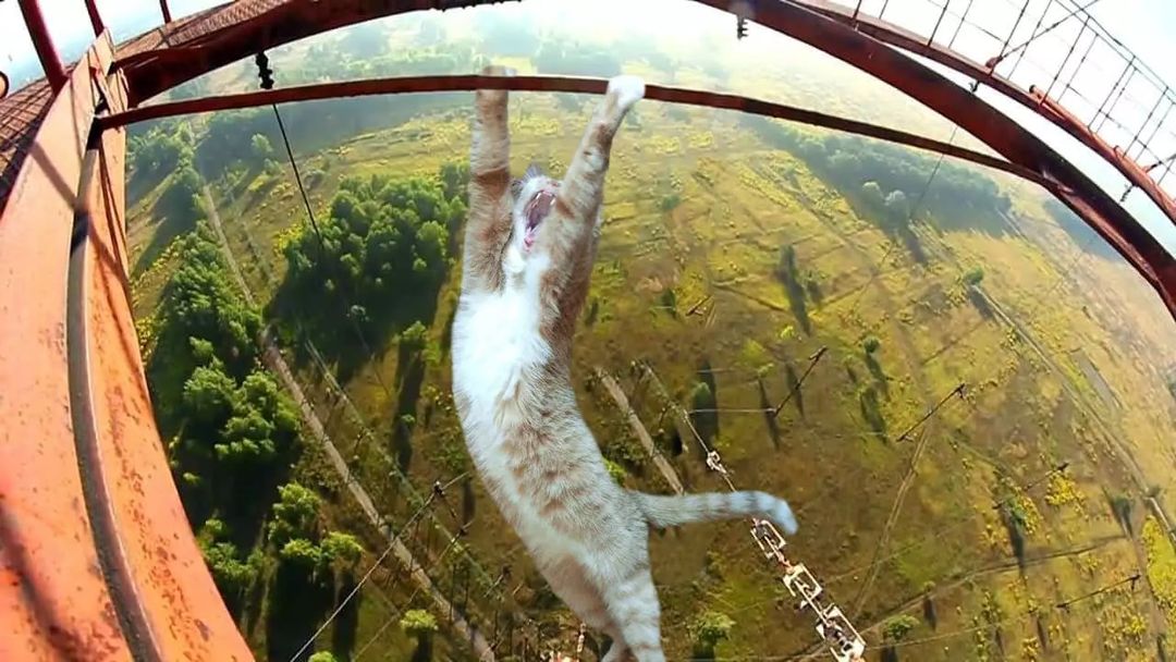 Вторая часть кошачьего Фотошопа 😼

#кошка
#photoshop
#Мяу