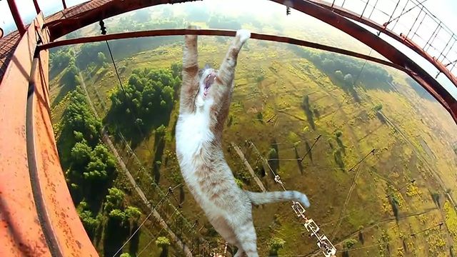 timyr_x_x в LOOKY. #кошка,#photoshop,#Мяу. Вторая часть кошачье...