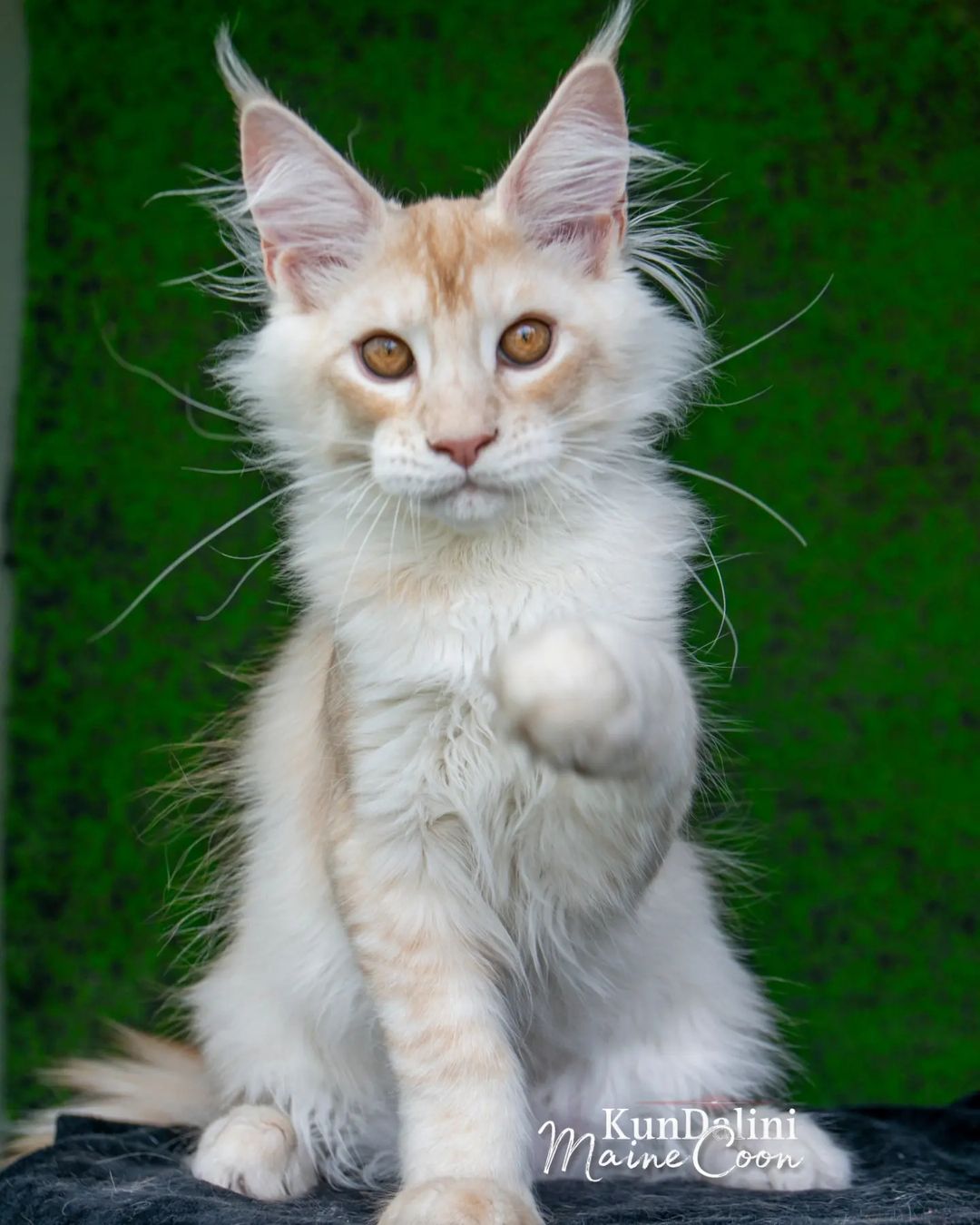 kun_dalini_russia в LOOKY — фото 2