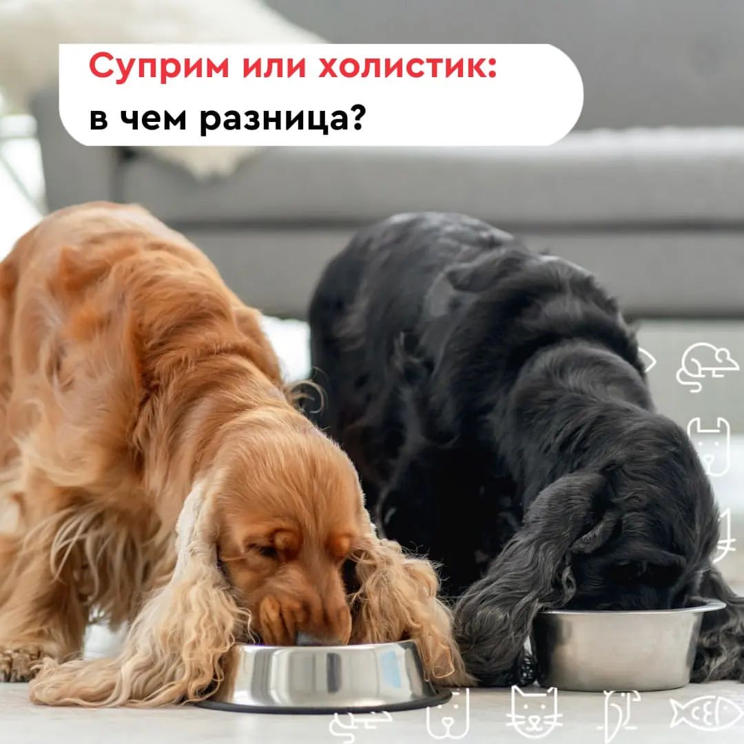 Холистик или суперпремиум. Что выбрать?

Если уж отличия холистика от эконома логичны и понятны, то разграничить, например, суприм и тот же самый холистик не так уж просто.

Давайте разбираться!

Супер-премиум и холистик корма действительно очень похожи и имеют много общего:

- производитель использует только натуральные ингредиенты;
 
- повышенное 	содержание свежего мяса;
 
- минимальное количество или полное отсутствие злаков;
 
- фрукты и овощи – дополнительный источник клетчатки и полезных веществ;
 
- высокая усвояемость всех ингредиентов.

Но отличия все-таки есть. Основные из них:

Супер-премиум — зерновых в составе минимально, присутствуют качественные мясные продукты. Отличаются отсутствием вкусовых добавок и консервантов. Допускают в составе субпродукты. Все ингредиенты также не содержат искусственных красителей и усилителей вкуса.

Холистик — самые дорогие корма, так как качество самое высокое, полностью отсутствуют вкусовые добавки, ароматизаторы и консерванты. Все компоненты проходят жесткий контроль. Они не содержат субпродуктов, только мясо. Все ингредиенты производятся без использования антибиотиков, гормонов и пестицидов.

И супримы, и — тем более — холистики станут отличным выбором для ежедневного кормления питомца!

А чем кормите своего питомца вы?