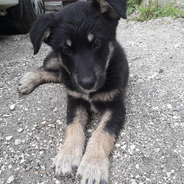 viktoria_help_animals_kmv в LOOKY. . Кисловодск и все гор...