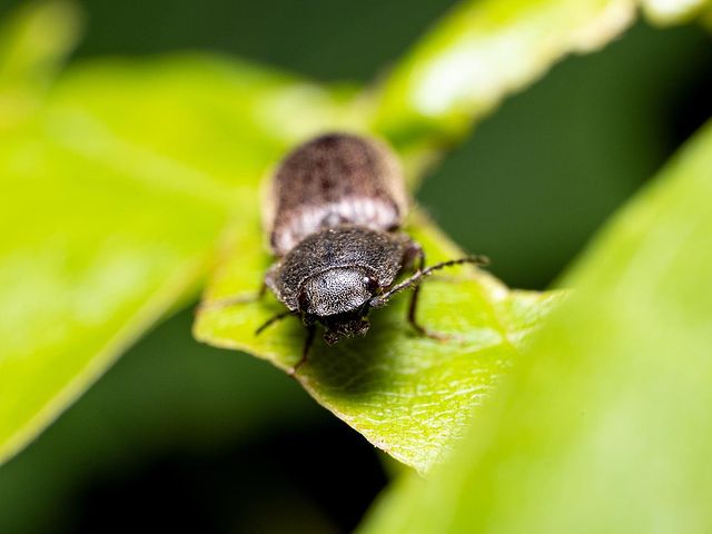 avekhorev в LOOKY. #жуки,#макро,#bugs,#macro,#macrofotografia,#fujifilm,#fuji. #жуки #макро #bugs #...