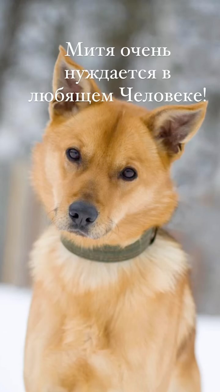 811mila в LOOKY. #непокупайвозьмиизприюта,#репост,#счастьевдом,#комунужендруг,#собакаприносящаясчастье. Дорогие друзья! Этот...