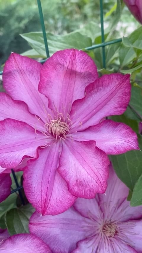 my_garden_every_day в LOOKY. . null