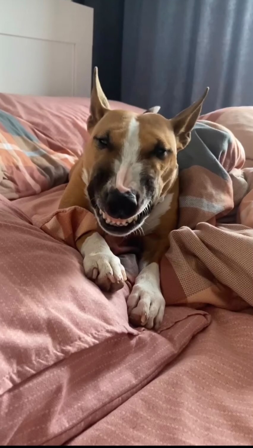 minibull_izzi в LOOKY. #смех,#смехдослёз,#смешноевидео,#смешно,#fun,#funny,#funnyvideos,#funnyvideo,#bullterrier,#dog,#minibullterrier,#minibull. Лови 😂😂🤣

#смех #...
