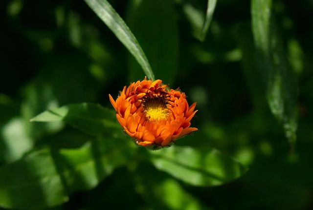 photo_monster_2400 в LOOKY. #растение,#цветок,#календула,#plants,#flower,#macro,#macrophotography,#sony,#sonyalpha,#prirodavf0kuse. Съёмка: 11 июня 2023...