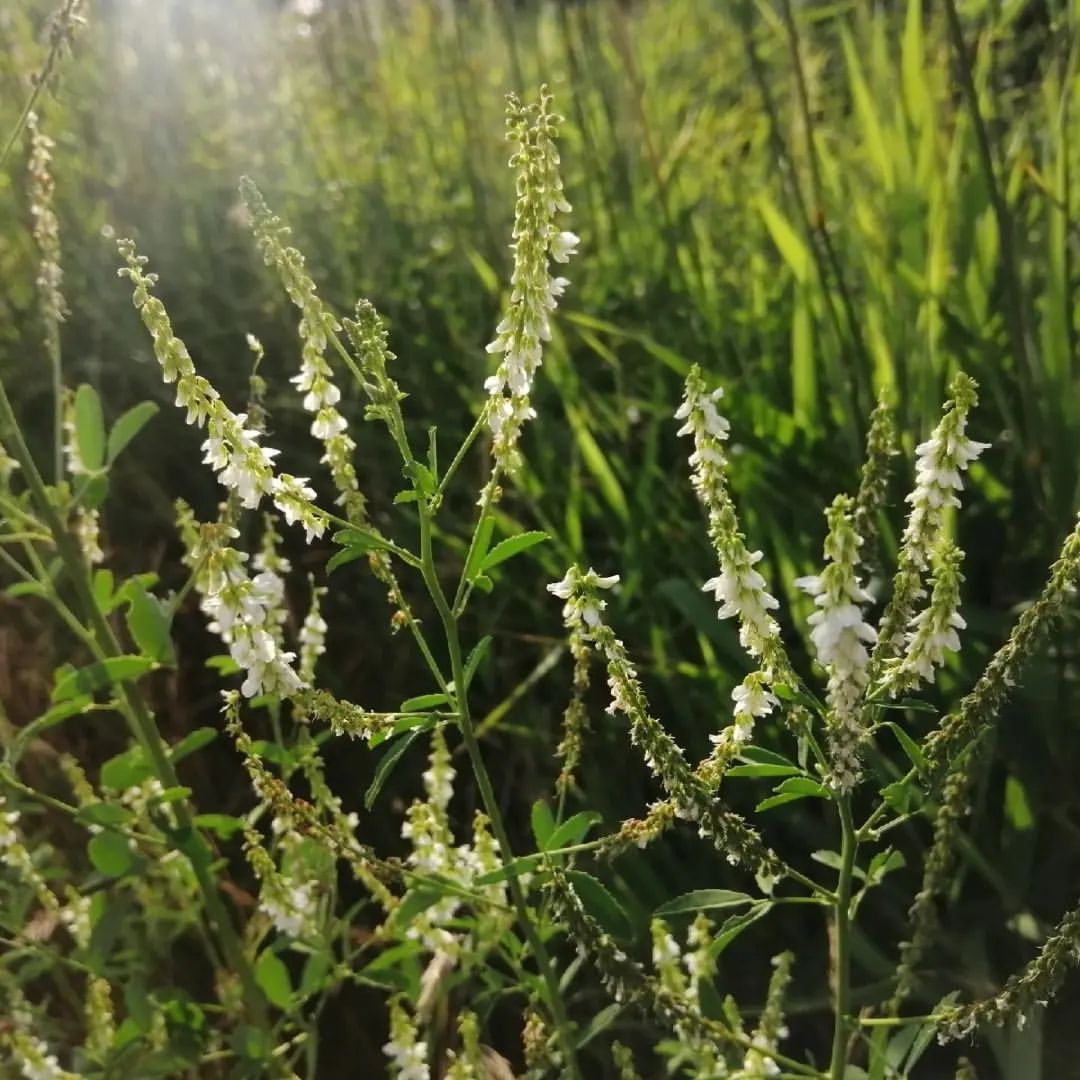 povedionoksasha4 в LOOKY — фото 5