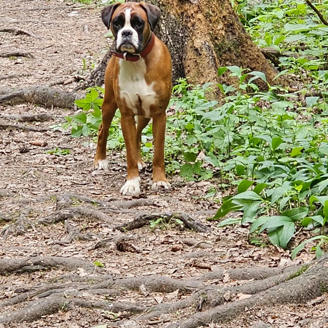 bogomolof в LOOKY — фото 3