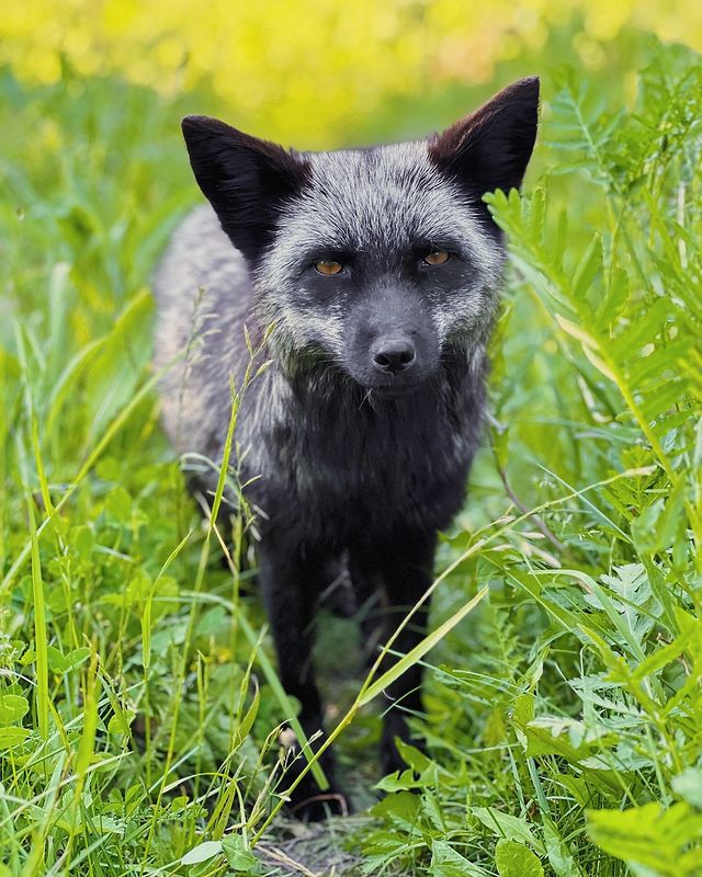 myfoxfamily в LOOKY. . Время обсосов пришло...