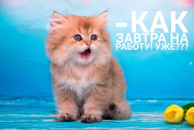 cattery_fiori.zen в LOOKY. . Видите что-то перед ...