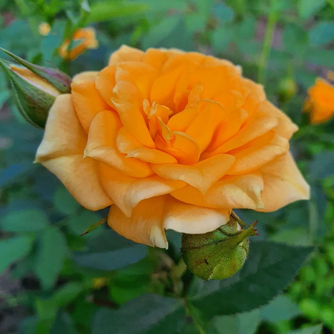 alla_foma2 in LOOKY. . Розочка.
#роза#roses