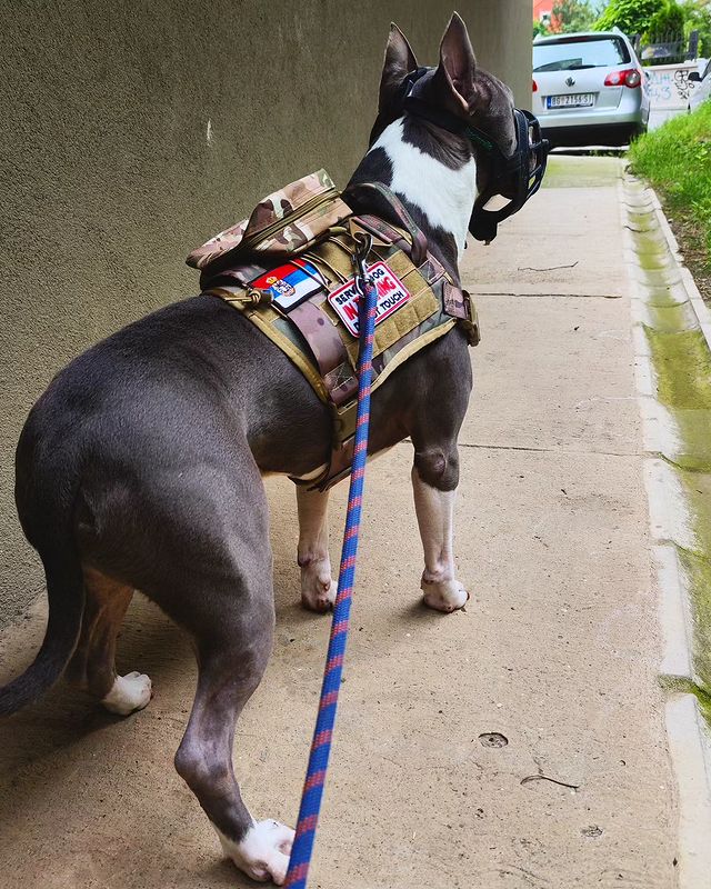 mighty.trio в LOOKY. #americanstafford,#prideofbeograd,#dogsofbelgrade,#servicedog,#palacinka,#dogsofinstagram. Special agent "Palać...