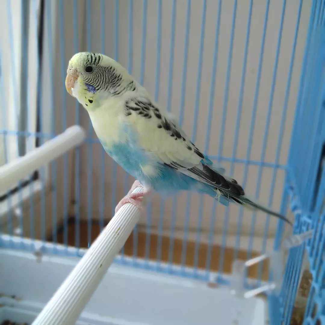 Олечка🐦