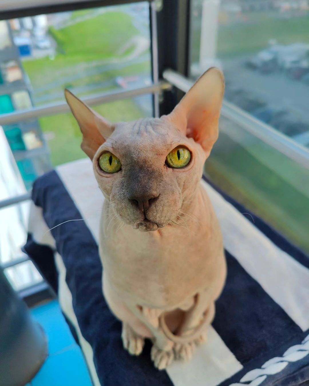 eva_sphynx_cat в LOOKY — фото 2