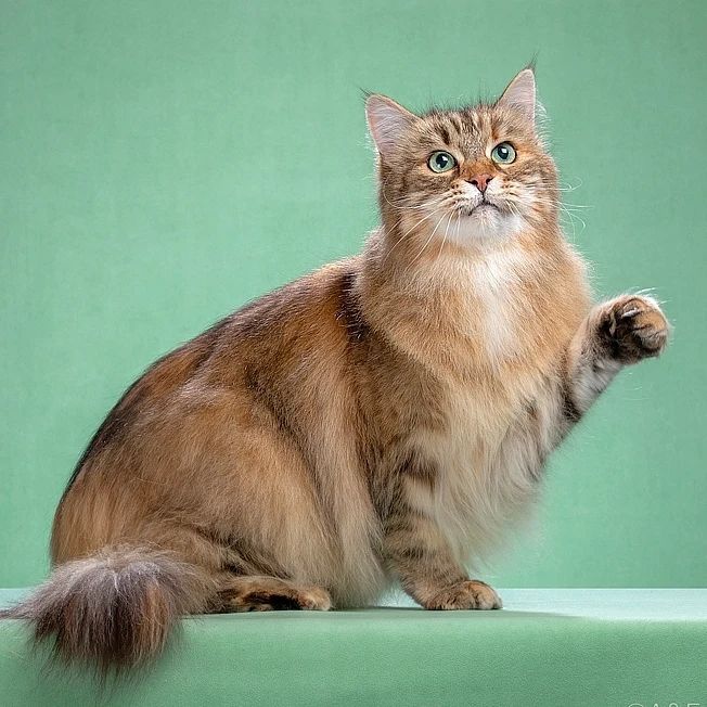 mycatgrooming in LOOKY. #кошачийгрумер,#грумингкошек,#МоёКошачьеДело,#грумерходякова,#выставкакошек,#выставкакошекмосква
#шоугрумингкошек,#синичкиныпосиделки,#домуслюбимус,#домашняякошка,#красивыекошки,#ухоженныекошки,#catgrooming,#catgroomer,#mycatgrooming,#catbeauty,#showgrooming. Однажды я уже писала...