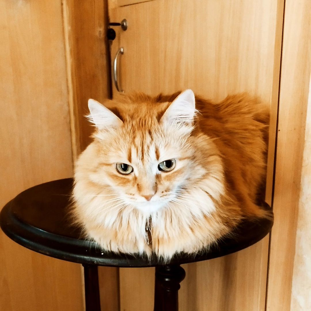 daha_na_nive в LOOKY — Самый главный помощник в приборке, сидит и не мешается.
#кот