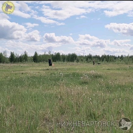 dressirovka_nv in LOOKY. . Подготовка к IGP. За...