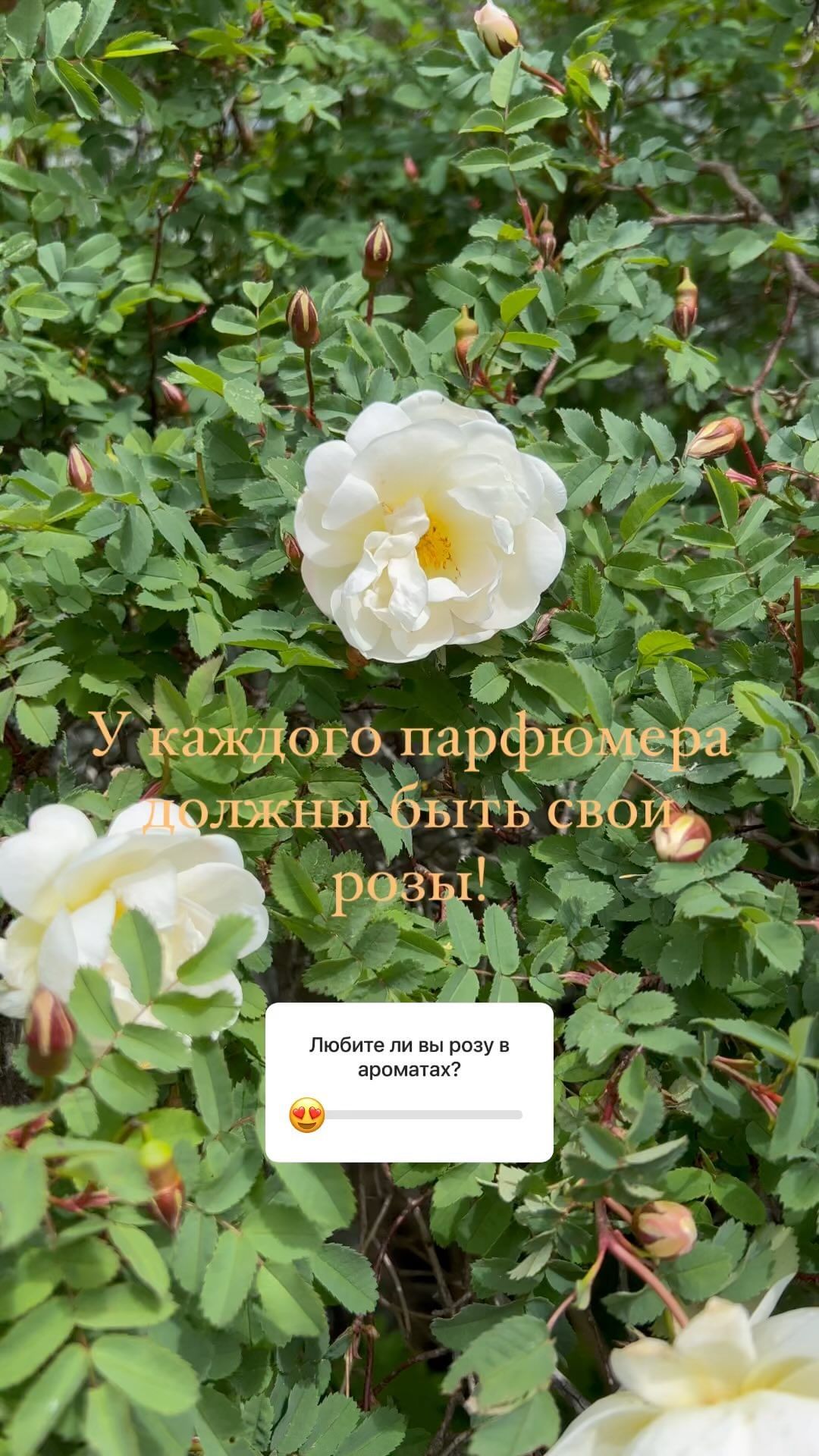 denisleonoff в LOOKY. . null
