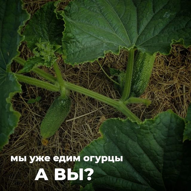topalova.pro в LOOKY. #аминосил,#огурцывтеплице,#огурцыводинствол,#огурцывоткрытомгрунте. На фотографии - наши...