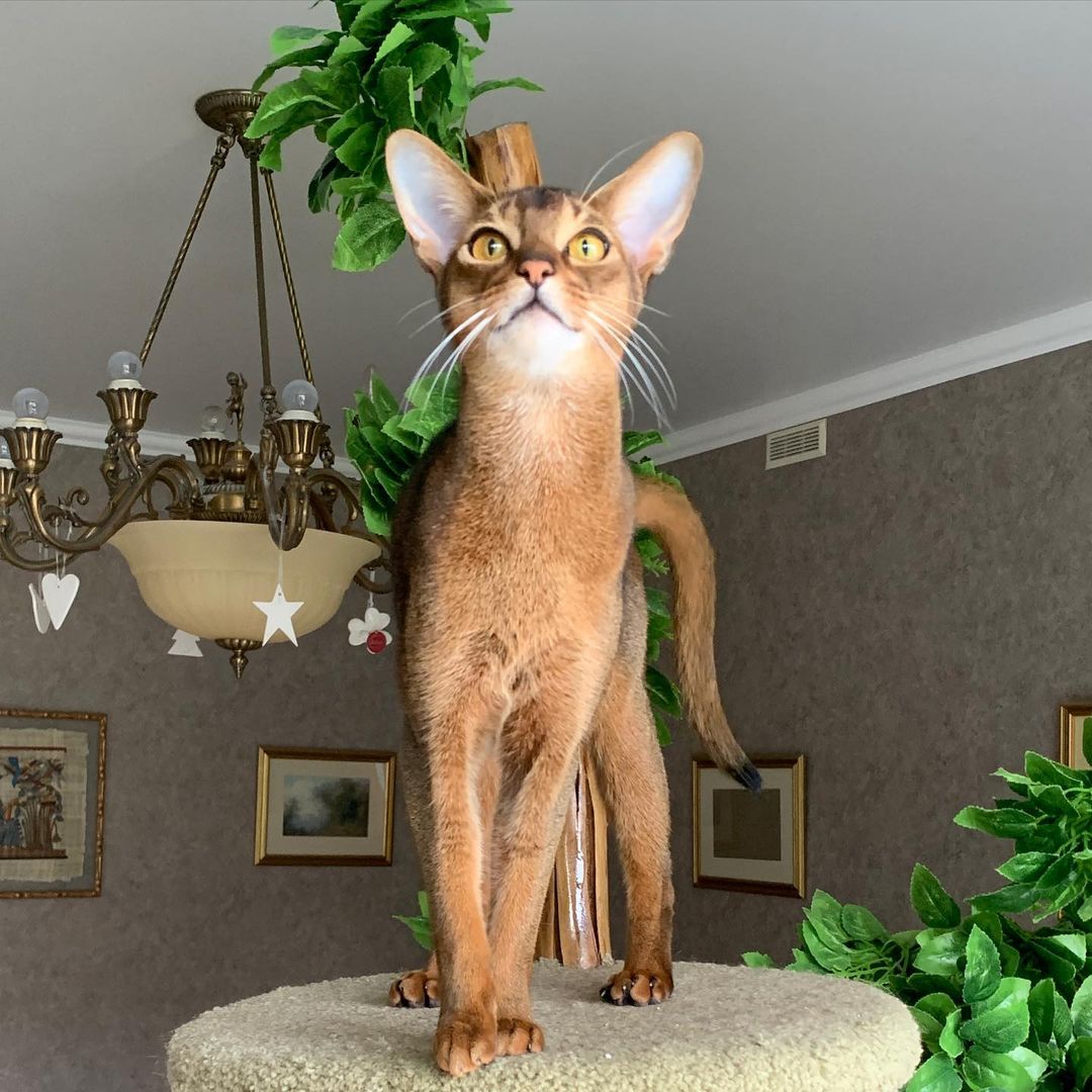 leo_minor_aby_cattery_cfa в LOOKY — фото 2
