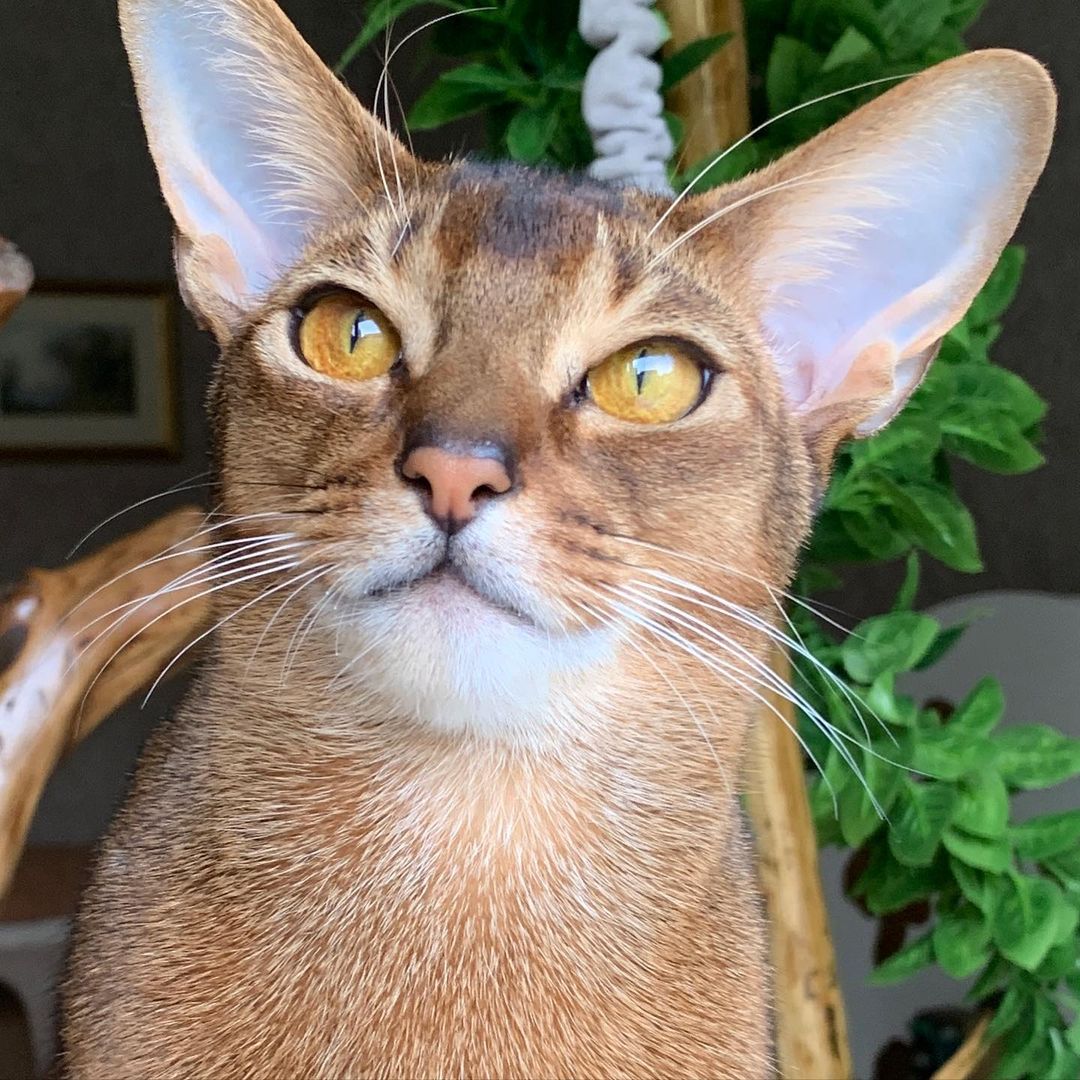 leo_minor_aby_cattery_cfa в LOOKY — фото 3