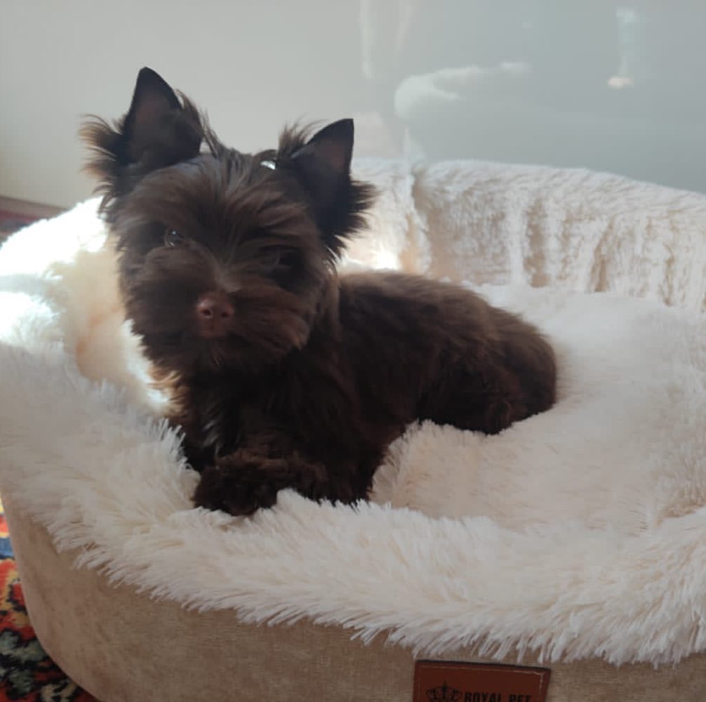 kennel_city_choco_fantasy в LOOKY — Первый приветик от Vivien City Choco Fantasy ✨Москва Россия 