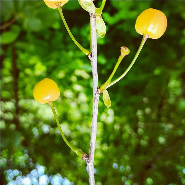 matroskin_1979 в LOOKY. . null