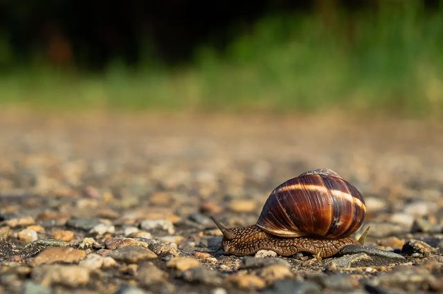 photo_monster_2400 в LOOKY. #улитка,#макро,#макросъемка,#macro,#macrophotography,#sony,#sonyalpha. Съёмка: 12 июня 2023...