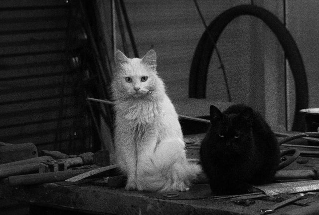 photo_monster_2400 в LOOKY. #кот,#кошка,#котводворе,#чб,#мастерская,#cat,#kitty,#bwphotography,#sony,#sonyalpha. Съёмка: 6 января 202...