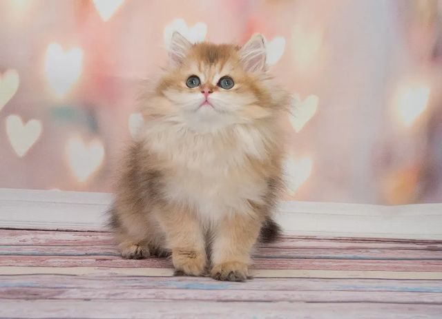 cattery_fiori.zen в LOOKY. . Сегодня 3 месяца наш...