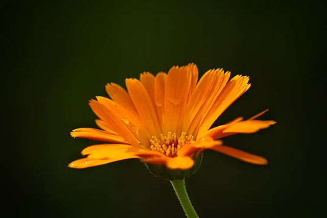 photo_monster_2400 в LOOKY. #растение,#цветок,#календула,#plants,#flower,#macro,#macrophotography,#sony,#sonyalpha,#prirodavf0kuse. Съёмка: 15 июня 2023...